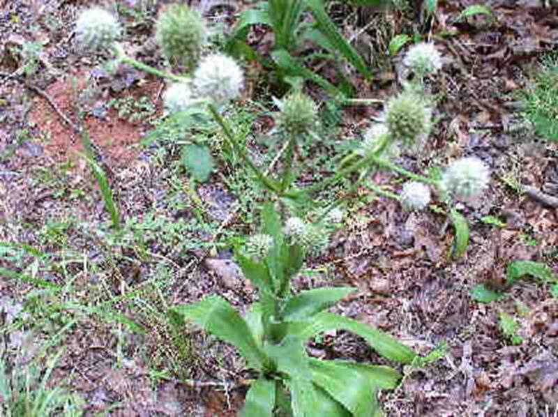 Rattlesnake Master