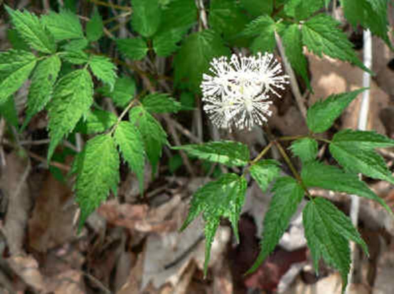 Red Baneberry