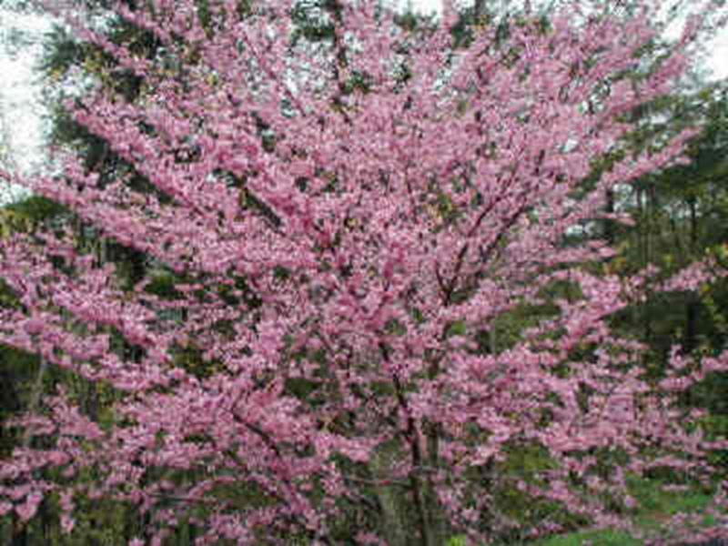 Eastern Redbud