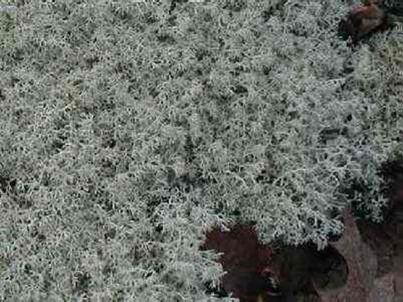 Reindeer Lichen