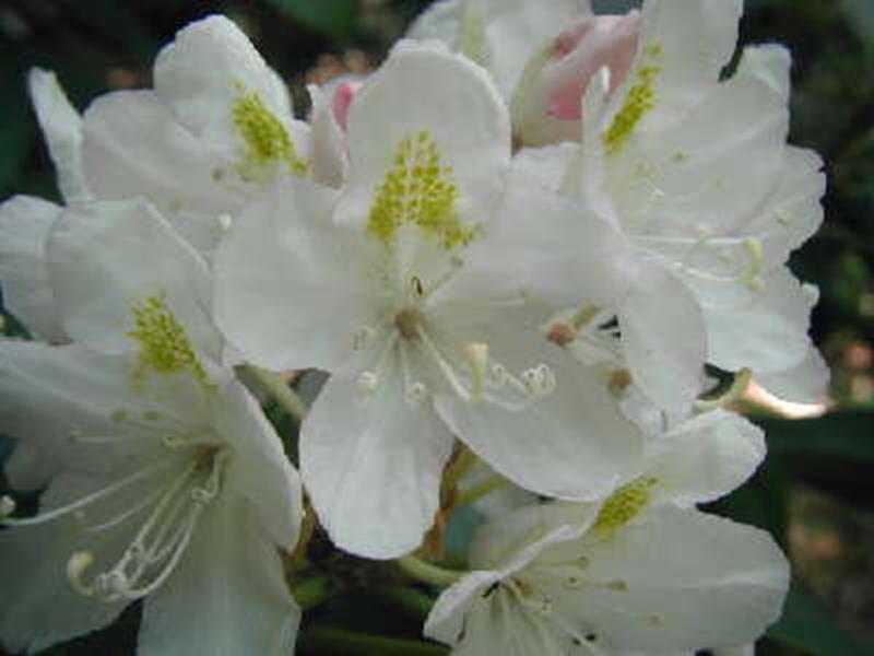 Rhododendron Rosebay