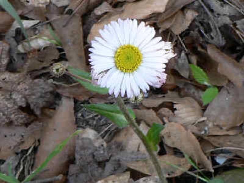 Robin's Plantain