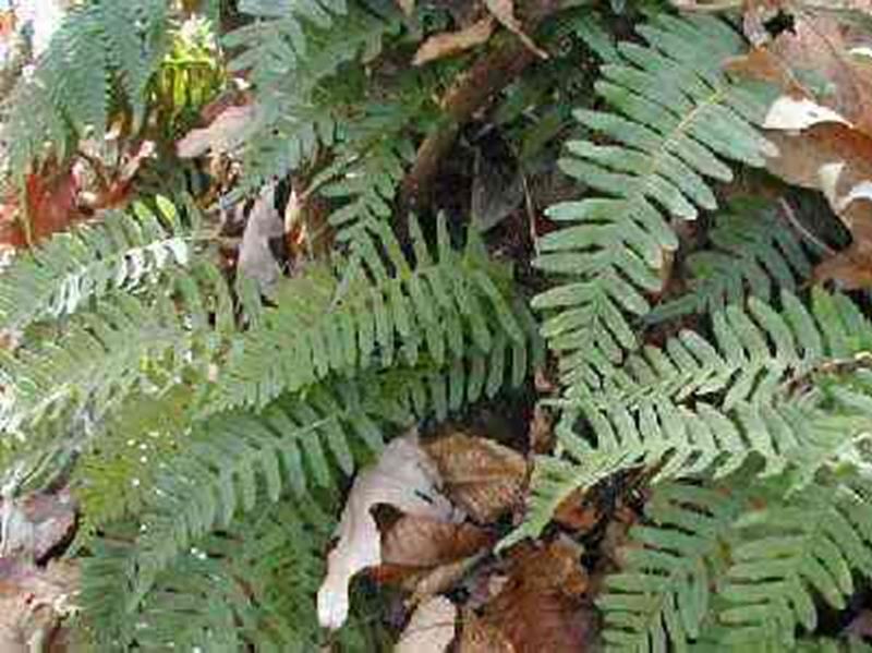 Rock-cap Fern