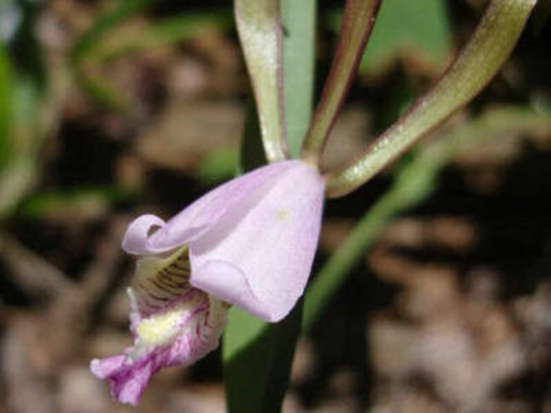 Rosebud Orchid