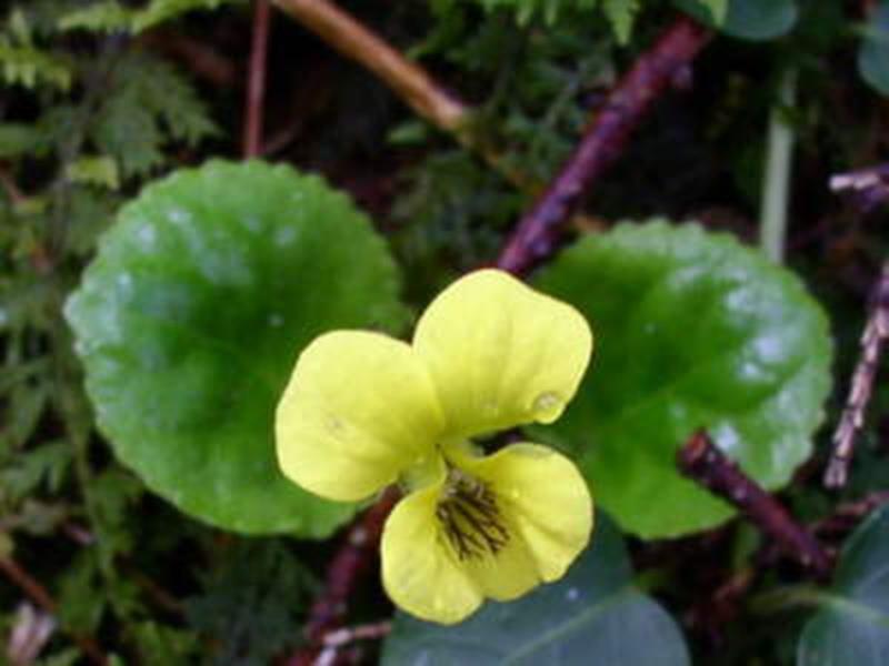 yellow violet