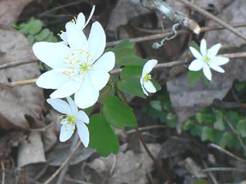 Rue Anemone