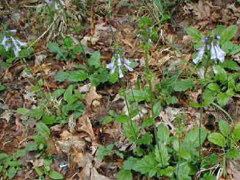 Lyre-leaved Sage