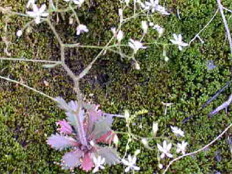 Saxifrage