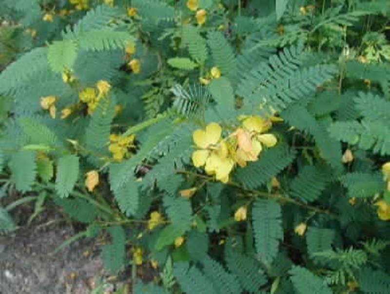 Partridge pea