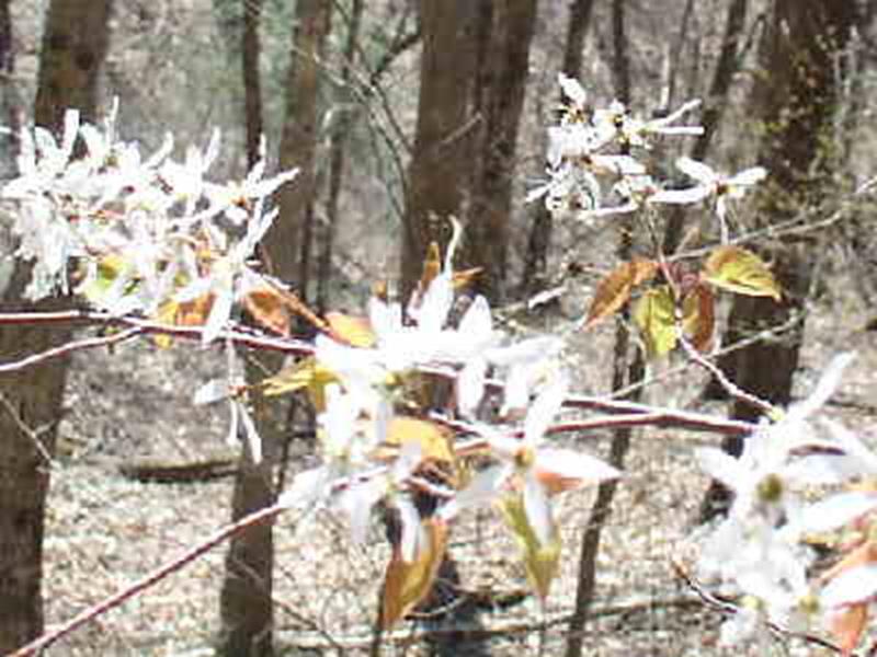 Serviceberry