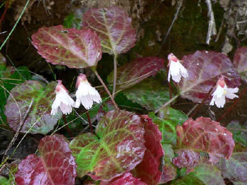 Oconee Bells