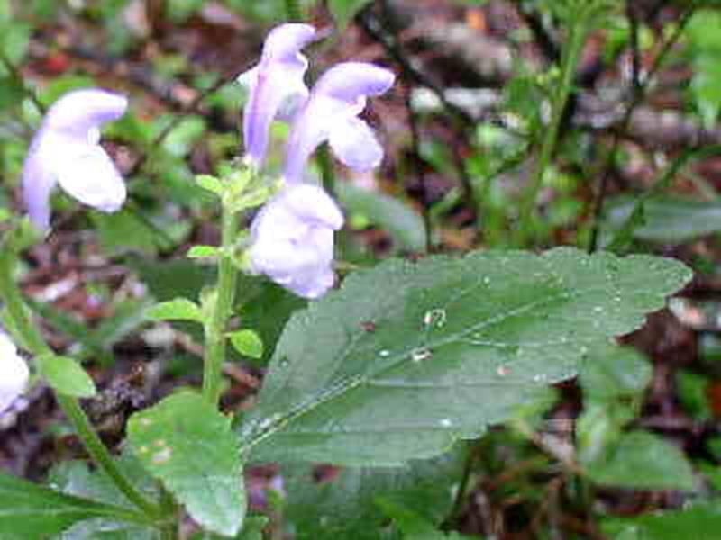 Hairy Skullcap