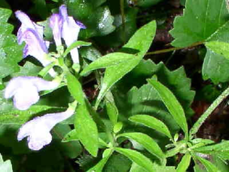 Hyssop Skullcap