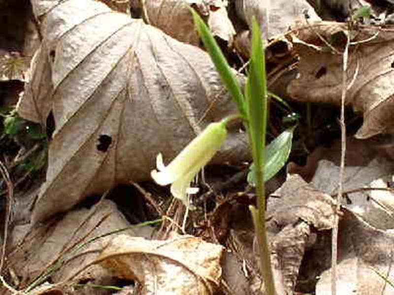 Small Bellwort