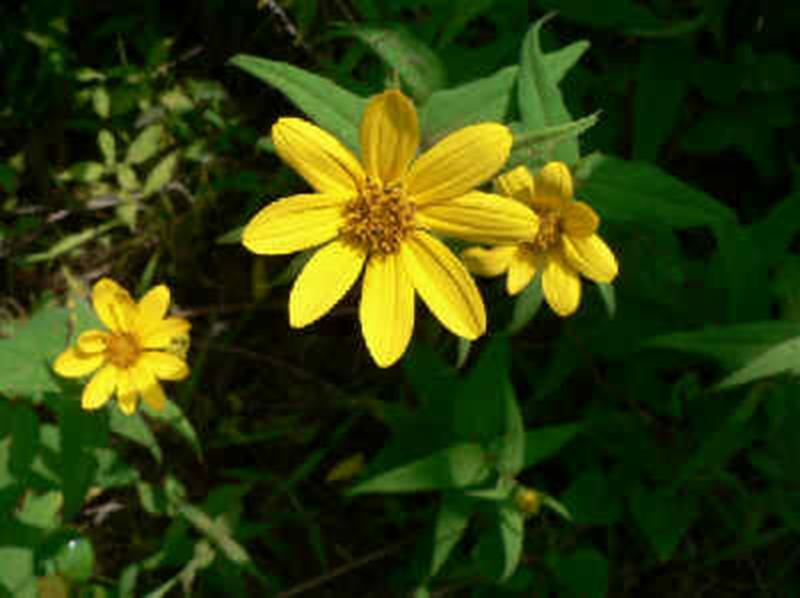 >Small Wood Sunflower