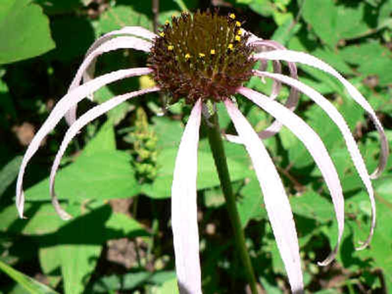 Smooth Coneflower