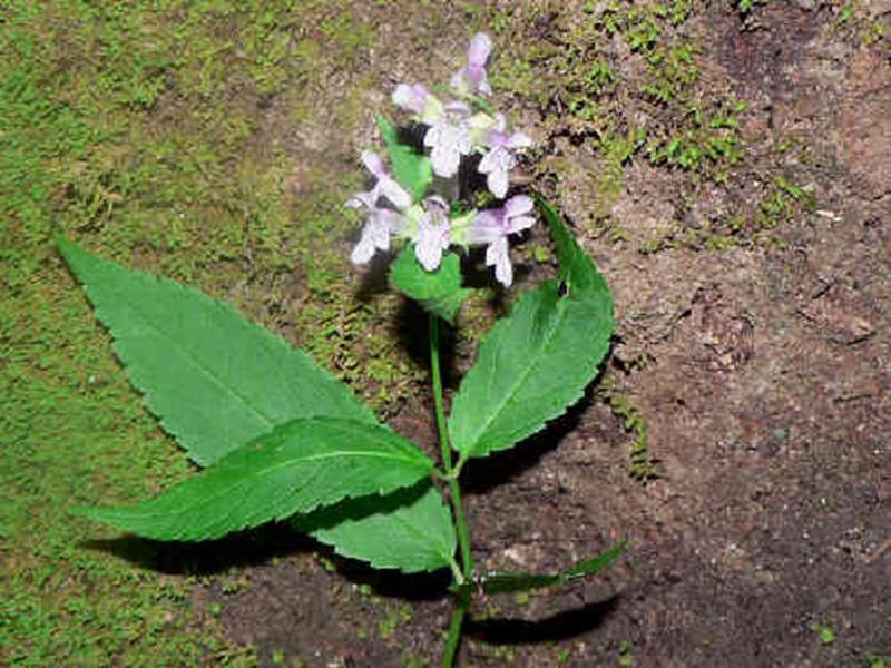 Hedge Nettle, Smooth