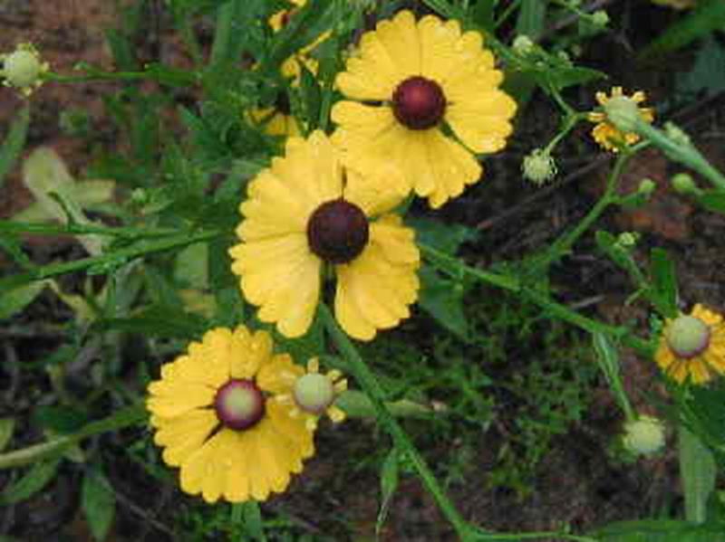 Sneezeweed