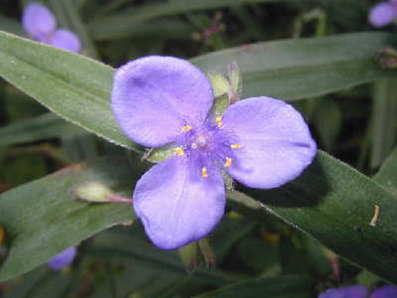 spider wort