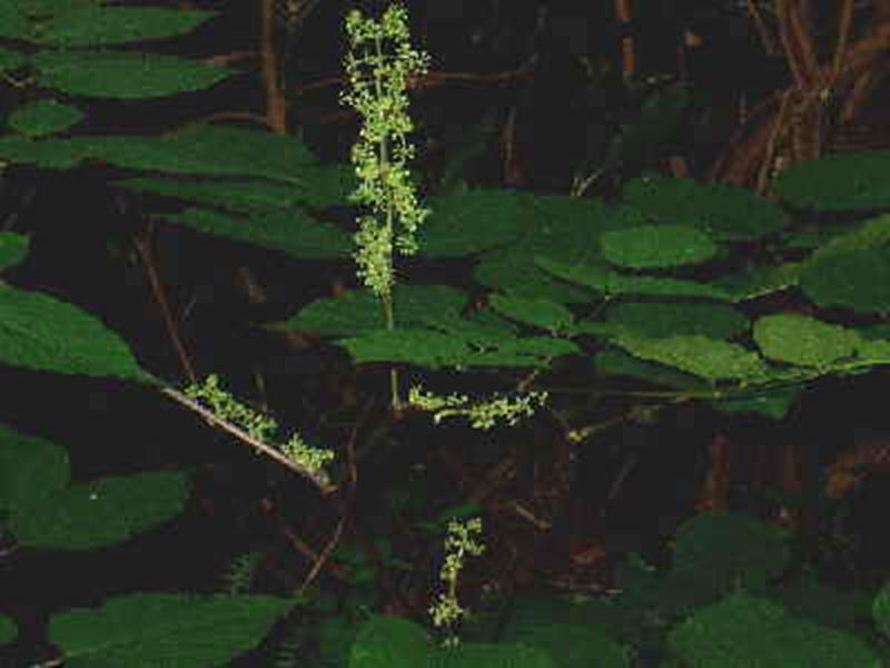 American Spikenard