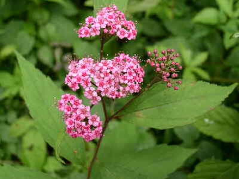 Spirea