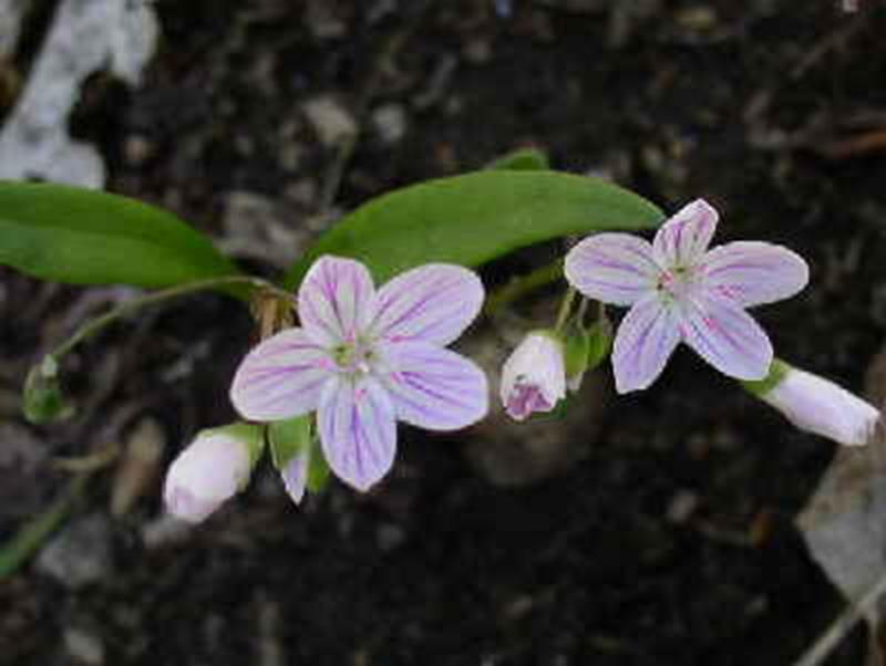 Spring Beauty