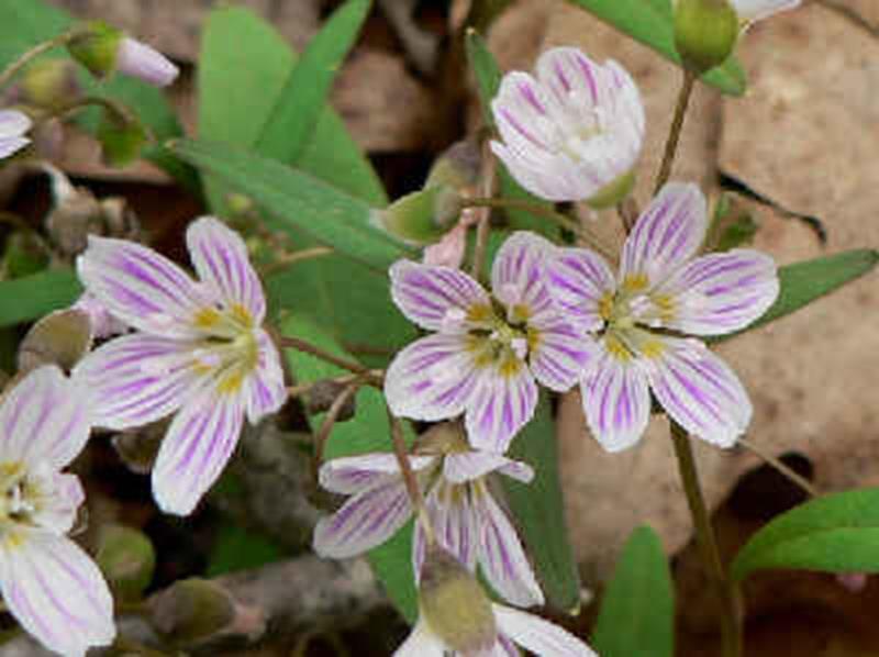 Carolina Spring Beauty