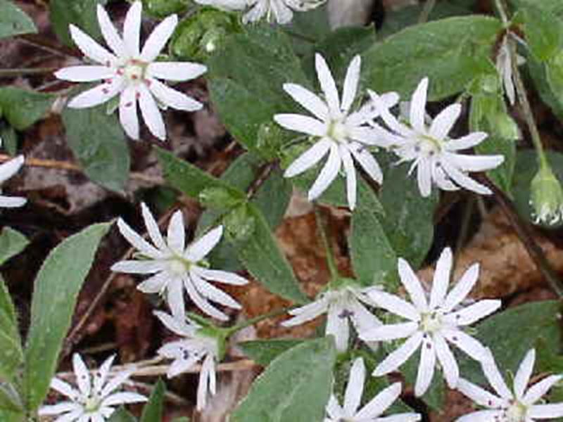 Star Chickweed