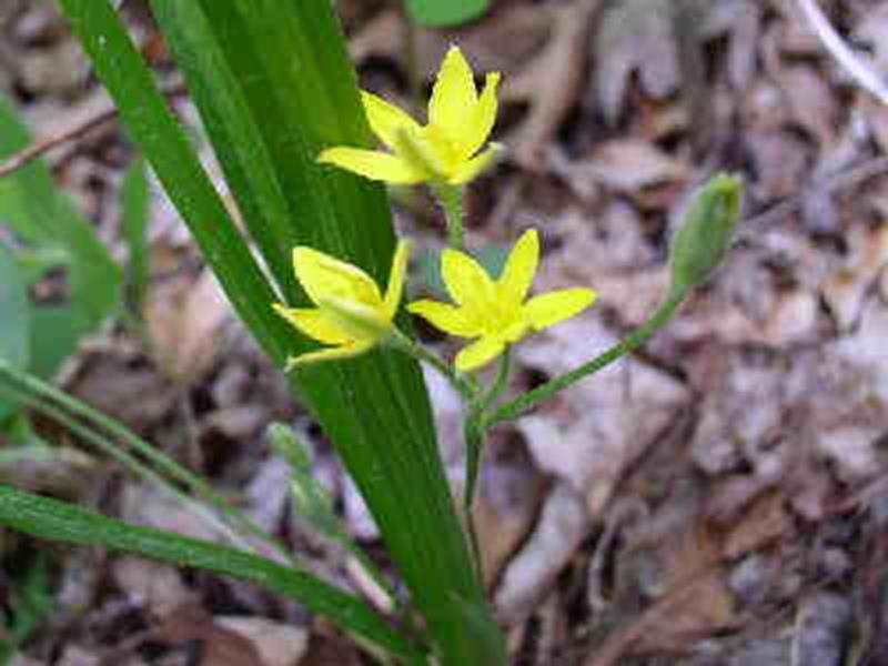 Stargrass