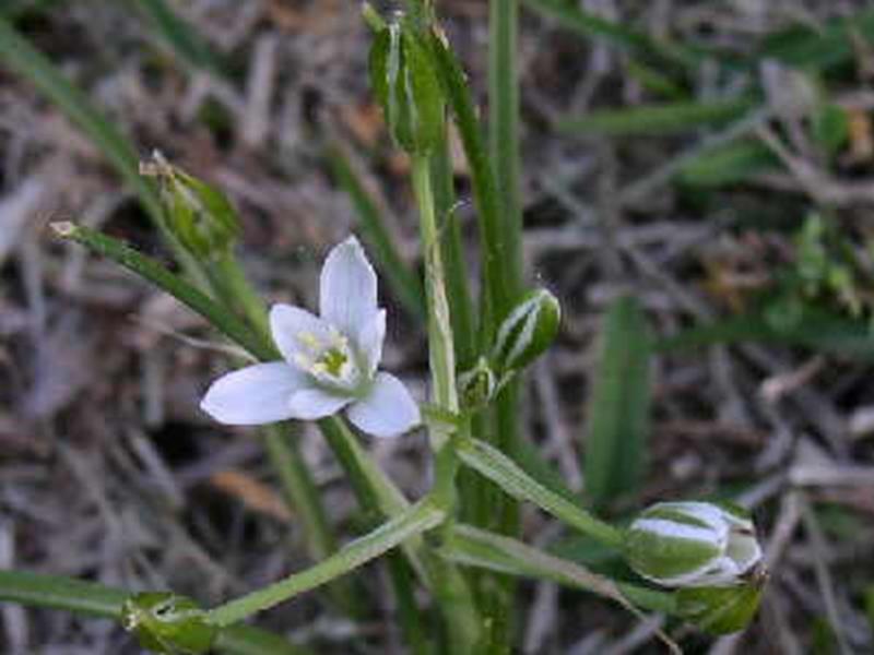 Star-of-Bethlehem