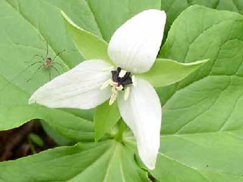 White Trillium