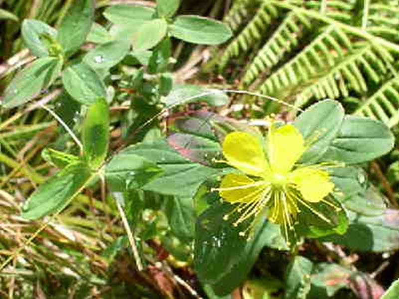 St. Johnswort