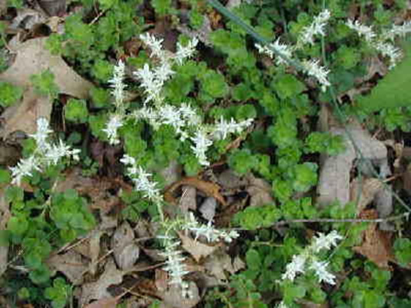 Woods Stonecrop