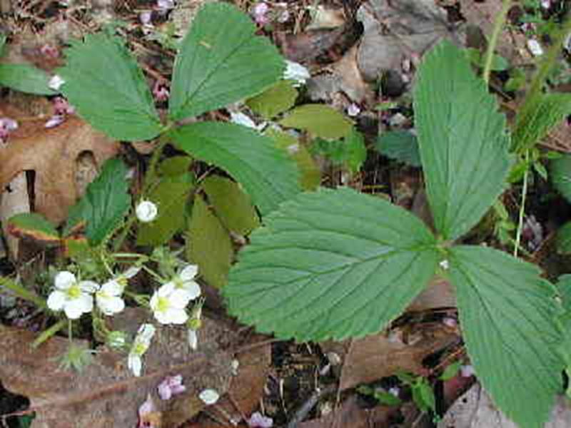 Wild Strawberry