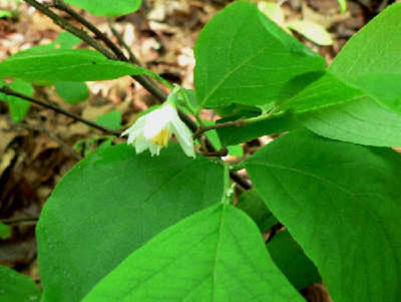 Bigleaf Snowbell