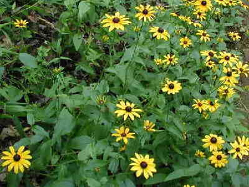 black-eyed susan