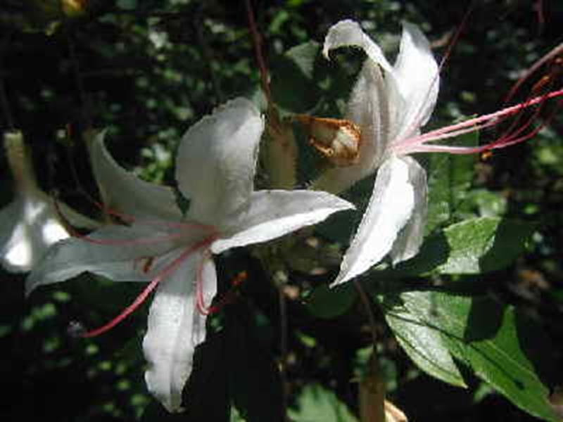 Sweet Azalea