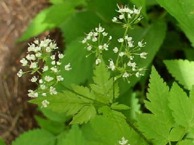 Sweet Cicely