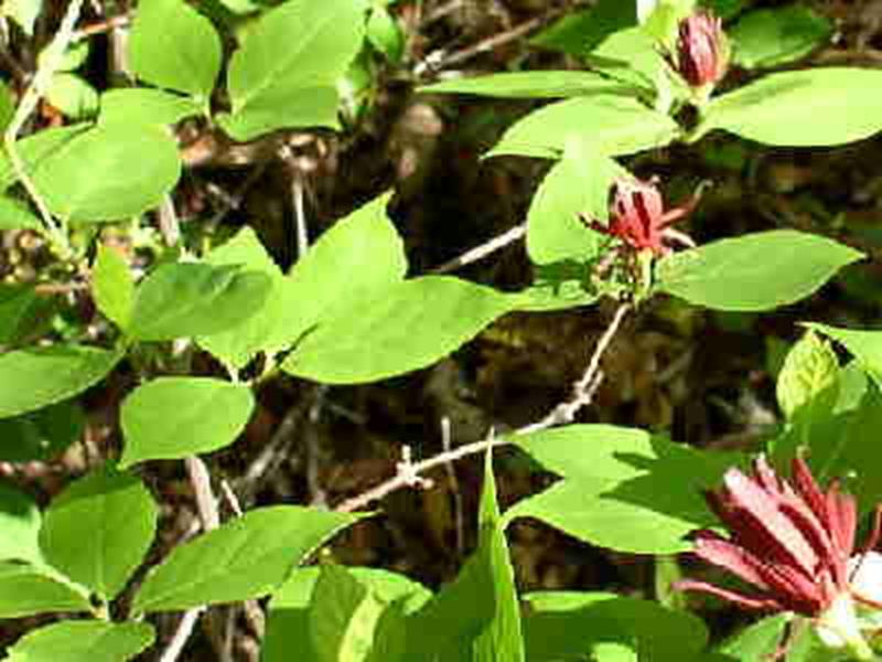 Sweet Shrub