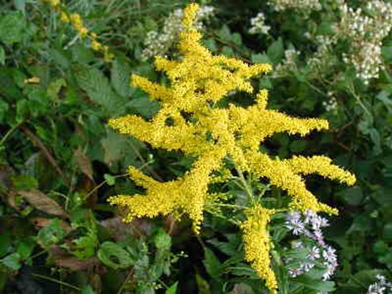 Tall Goldenrod