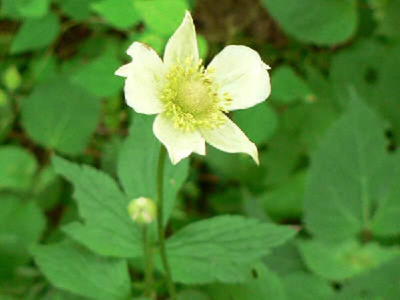 Tall Thimbleweed