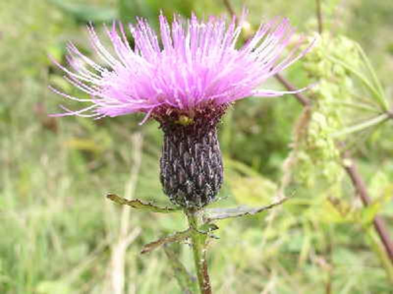 Thistle