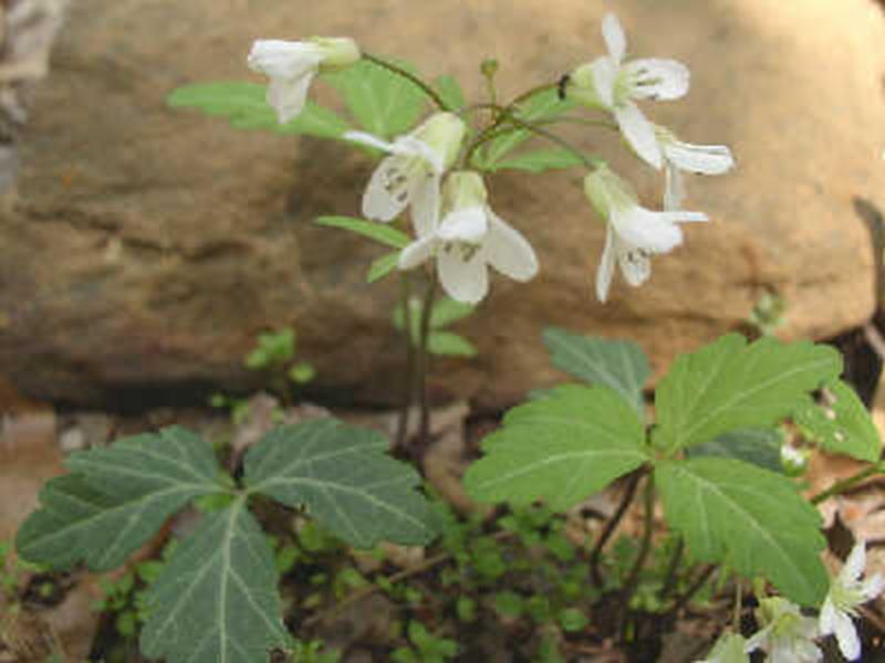 Toothwort