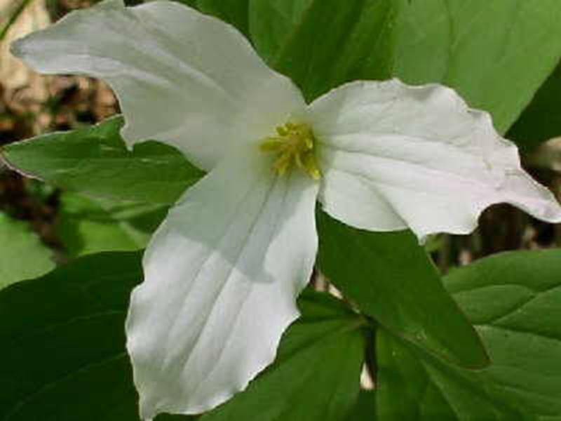 white trillium