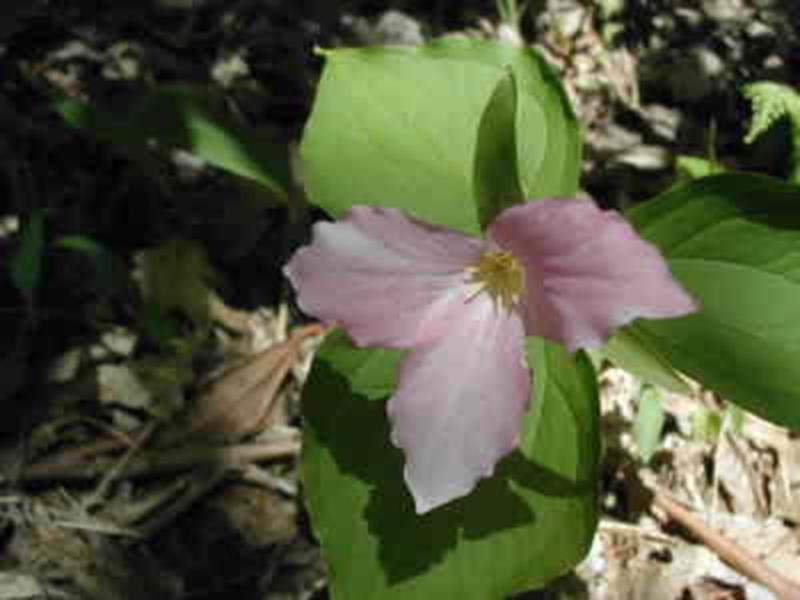 pink trillium