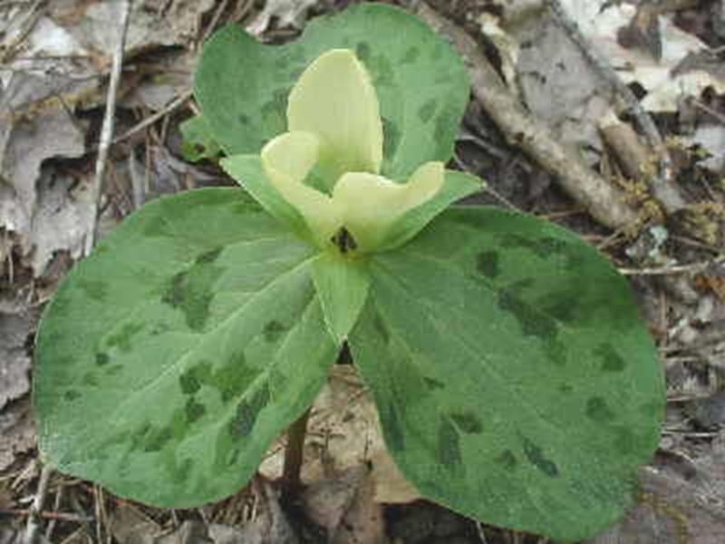 Trillium discolor