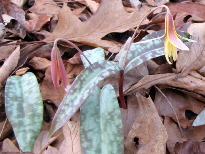 Trout Lily