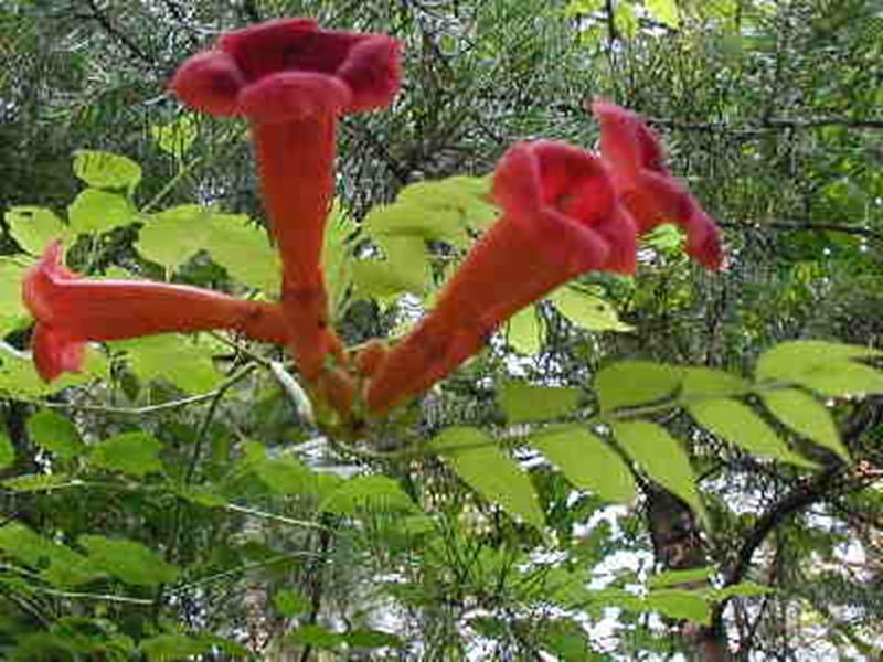 Trumpet Creeper