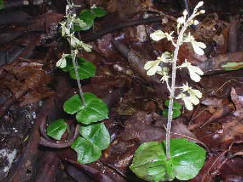 Twayblade Orchid