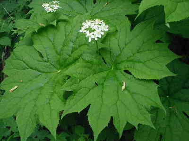 Umbrella Leaf